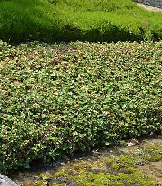 Rubus 'Betty Ashburner'